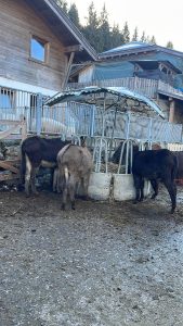 Malga Aloch sopra Pozza di Fassa e il suo agriturismo
